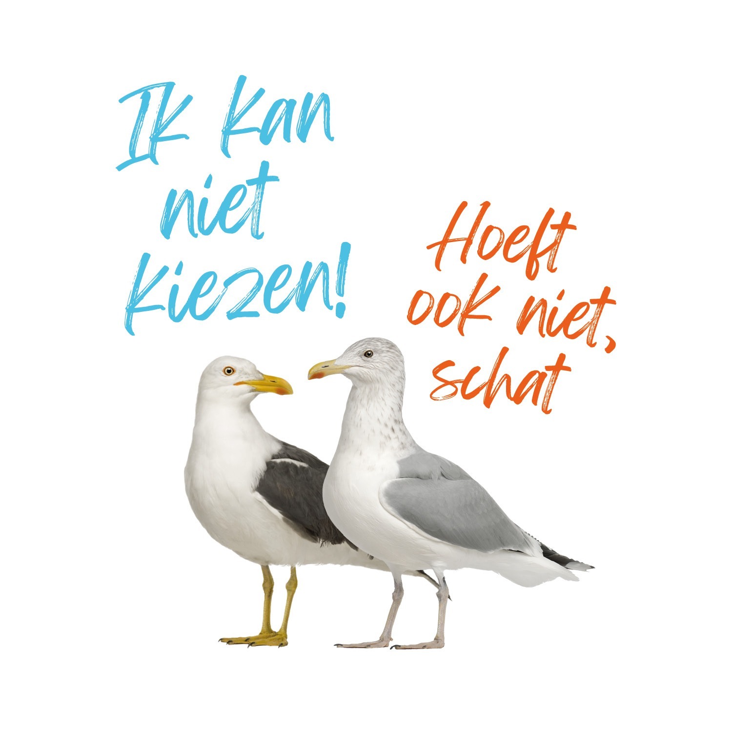 vishuys de zilvermeeuw